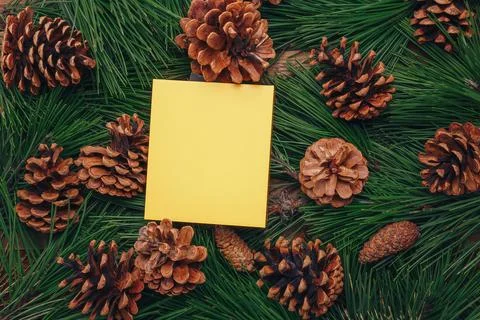 Evergreen pine branches, green pine needles texture, fir cones background Stock-Fotos