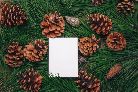 Evergreen pine branches, green pine needles texture, fir cones Stock Photos