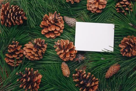 Evergreen pine branches, green pine needles texture, fir cones Stock-Fotos
