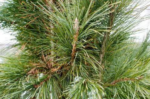 Evergreen, pine branches with long needles Stock Photos