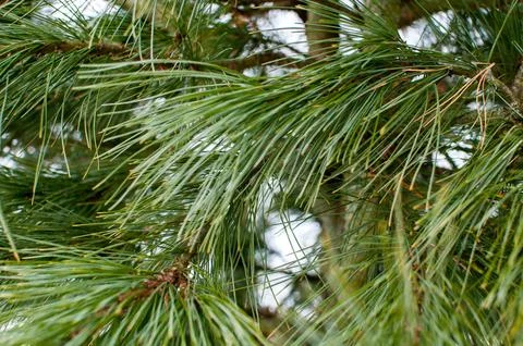 Evergreen, pine branches with long needles Stock Photos