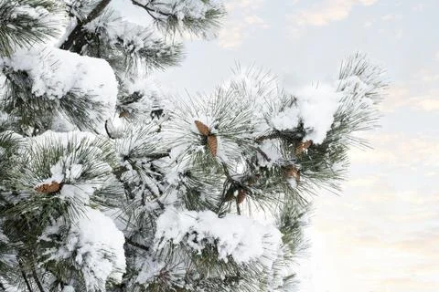 Evergreen pine branches Stock Photos