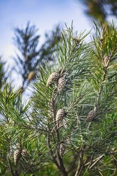 Evergreen pine branches with pine cones against a bright blue sky in winter o Stock Photos