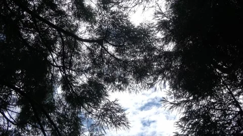 Evergreen pine branches silhouette against blue sky. Stock Footage 340466072