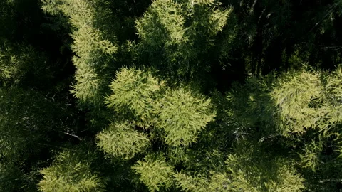 Evergreen pine forest aerial drone view Italian Alps Vidéo 249990368