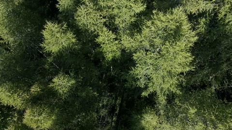 Evergreen pine forest aerial drone view Italian Alps Vidéo 250018899