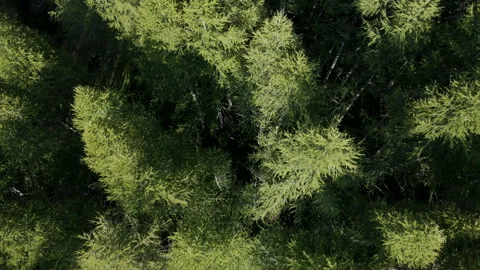 Evergreen pine forest aerial drone view Italian Alps Vidéo 250019165