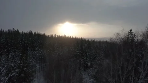 Evergreen pine forest covering white snow covered hills in winter forest Stock Footage 169958783