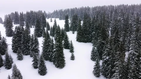 Evergreen pine forest in deep snow, Pamporovo, Bulgaria Video stock 348516445