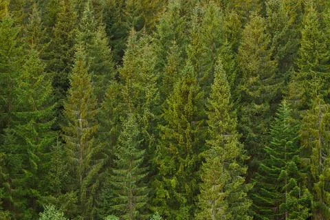 Evergreen pine forest trees background natural atmospheric scenery view aeria Stock Photos