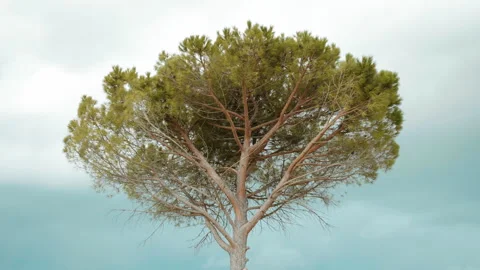 Evergreen pine tree against dramatic dark sky background, overcast sky before Stock Footage 243376292