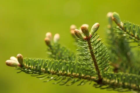 Evergreen pine tree branch with fresh green needles and young growing buds .. Stock Photos