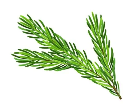 Evergreen Pine Tree Branch with Needle Leaves Vector Illustration Illustrazione stock