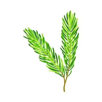Evergreen Pine Tree Branch with Needle Leaves Vector Illustration Stock Illustration