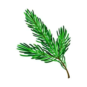 Evergreen Pine Tree Branch with Needle Leaves Vector Illustration Stock Illustration