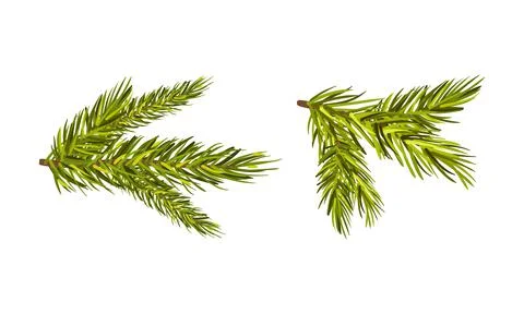 Evergreen Pine Tree Branch with Needle Leaves Vector Set Stock Illustration