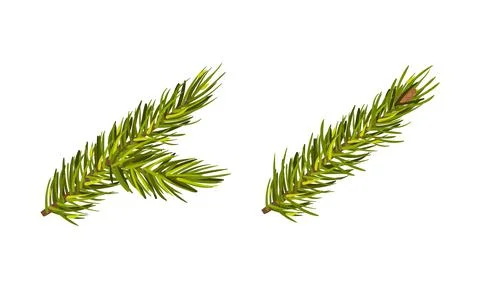 Evergreen Pine Tree Branch with Needle Leaves Vector Set Stock Illustration