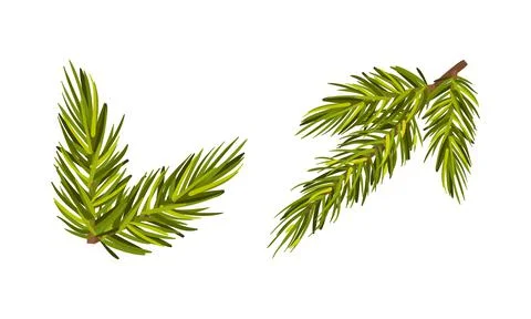 Evergreen Pine Tree Branch with Needle Leaves Vector Set Stock Illustration