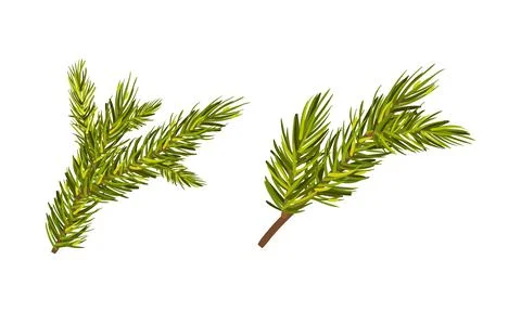 Evergreen Pine Tree Branch with Needle Leaves Vector Set Stock Illustration