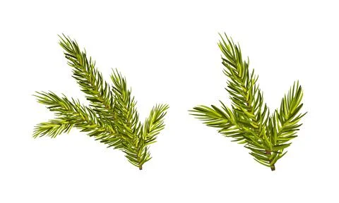 Evergreen Pine Tree Branch with Needle Leaves Vector Set Illustrazione stock