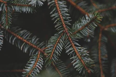 Evergreen pine tree branch with needles close up 스톡 사진