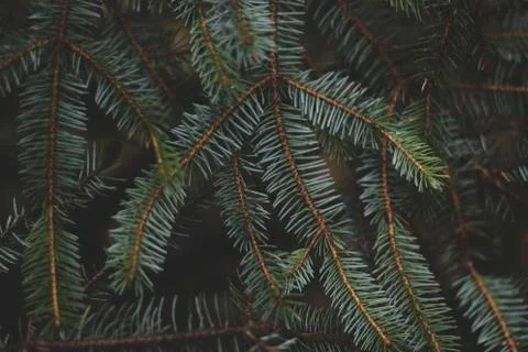 Evergreen pine tree branch with needles close up Foto stock