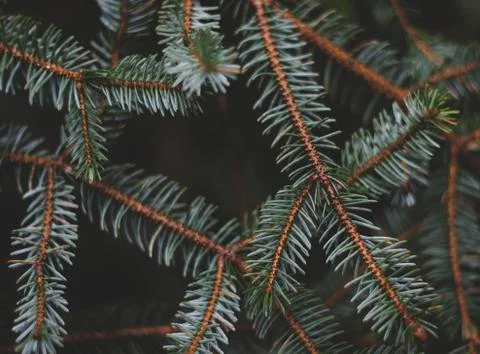 Evergreen pine tree branch with needles close up 스톡 사진