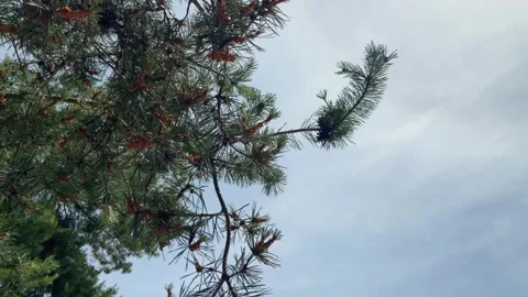 Evergreen Pine Tree Branches Swaying Against a Bright Blue Sky Stock Footage 336944354