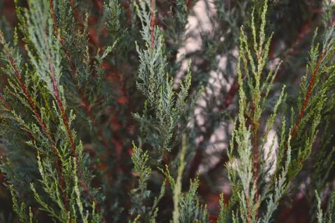 Evergreen pine tree foliage for background  2 Stockfoto's