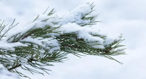 Evergreen pine tree needles are covered with snow, macro photo Stock Photos