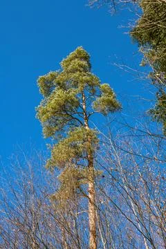 Evergreen Pine Tree Stock Photos