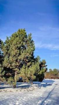 Evergreen pine trees standing in deep white snow under a clear blue sky on .. Stock Photos
