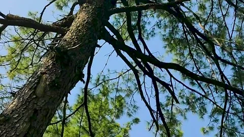 Evergreen Pine Trees in Winter and Spring - Rotating Camera Video stock 238589096