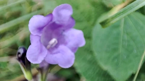 Evergreen Pine Trees in Winter and Spring - Rotating Camera Footage Video stock 238589157