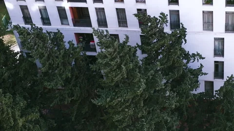 Evergreen pines dramatically swaying from strong wind on background of building Stock Footage 236695809