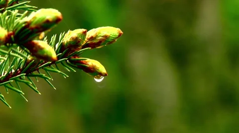 Evergreen with pull focus through branches in forest Stock Footage 40464141
