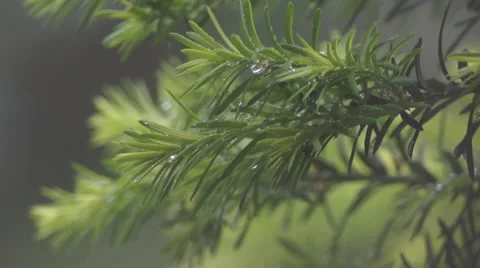 Evergreen with rain drops in spring Stock Footage 49924765
