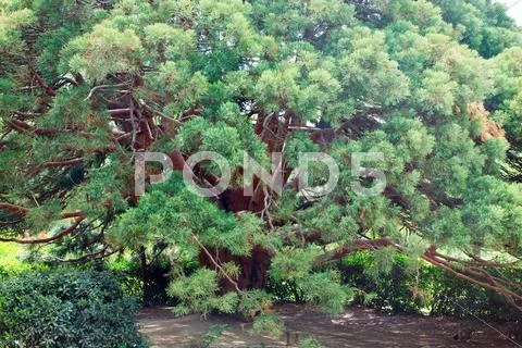Evergreen red tree