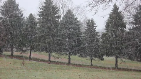 Evergreen Row Snow 1 Stock Footage 44467872