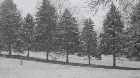 Evergreen Row Snow 2 Video stock 44468267