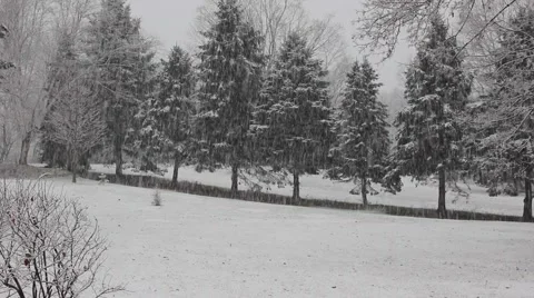 Evergreen Row Snow 3 Video stock 44468479