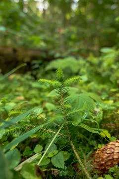 Evergreen sapling emerges through moss beside a fallen pine cone Stock Photos