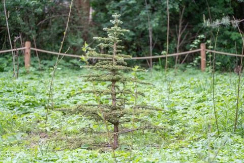 Evergreen sapling growing in wild meadow surrounded by greenery Stock Photos