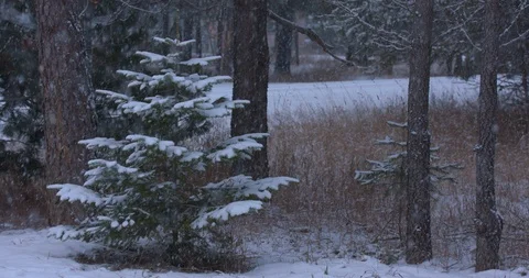 Evergreen Sapling in the Snow Stock Footage 100691321