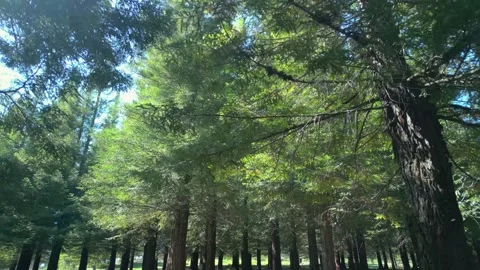 Evergreen Sequoia Trees In Forest . drone shot, low angle Stock Footage 279310849