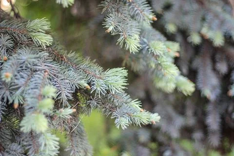 Evergreen Serenity Stock Photos