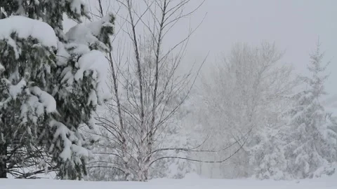 Evergreen shrub and tree in a snow storm 動画素材 278944979
