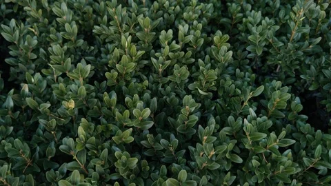 Evergreen shrub close-up Stock Footage 330641503