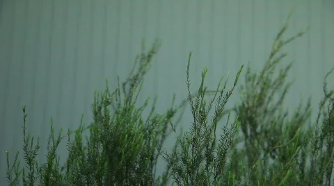 Evergreen shrub Stock Footage 593996