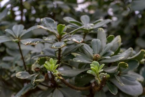 Evergreen shrub Pittosporum Tobira Variegata known by several names as Austra Stock Photos